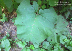 Große Klette Blatt