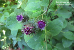 Große Klette Blüten