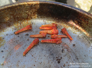 Survival Training Nahrung Insekten essen