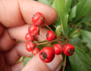 Feuerdorn Beeren giftig