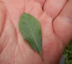 Feuerdorn Blatt