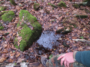 Quelle im Wald finden