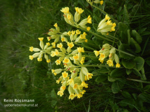 Schüsselblume-imp