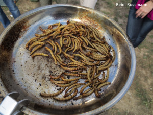 Überlebenstraining Insekten essen