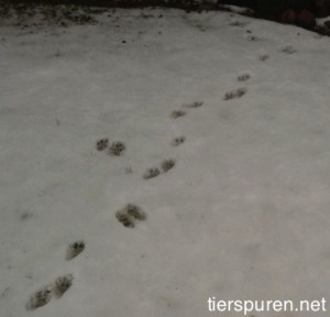 Tierspur im Schnee