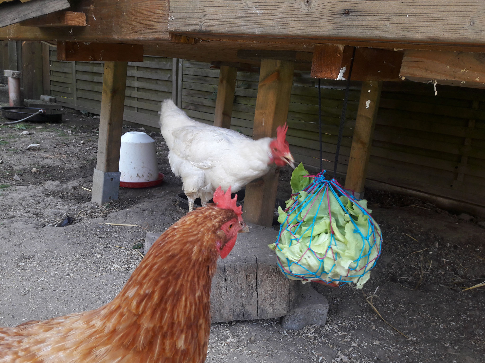 huehnerbeschaeftigung