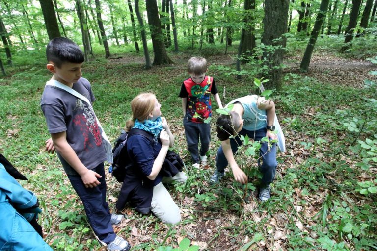 Kinder-Kräuter-Tag: Gruppe Kinder untersucht Pflanzen im Wald